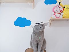 -帕帕拉兹宠物(亚洲旗舰店)