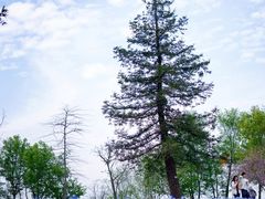 -上海辰山植物园