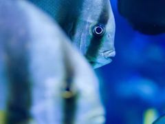 -瑞普利水族馆
