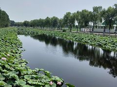 -白洋淀景区