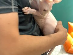 -飞行喵MR PILOT|猫舍·猫咖(静安大融城店)