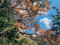 -王顺山国家森林公园