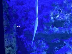 -江和美海洋公园