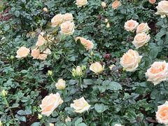 -人民公园(罗湖区)