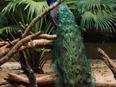 -海南热带野生动植物园