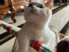 -momokira米努特·德文卷毛猫·棉花面纱犬