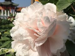-曹州百花园