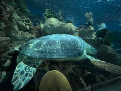 -上海海洋水族馆