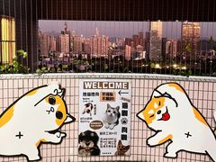 -有喵·猫咖·狗咖·30几只猫10只小狗(岗厦店)