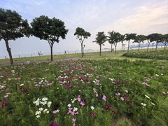 -野狸岛