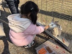 -合肥滨湖国家森林公园