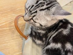 -猫咪派对(江南西店)