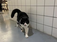 -猫友咖啡店(玉林西路店)