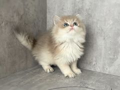 -小猫来了·猫舍(红山六九七九店)