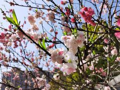 -南汇桃花村
