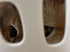 -中农大我爱我爱动物医院·核磁CT·猫病·24小时夜诊中心(石佛营店)