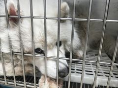 -萌兽医馆·绝育·24小时内科·宠物医院(德胜店)