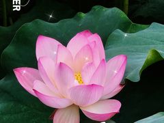 -四川大学(华西校区)