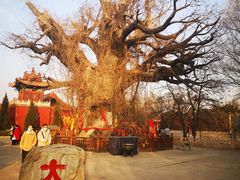 -大槐树寻根祭祖园