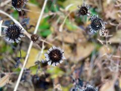 -野鸭湖国家湿地公园