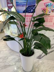 点击看大图 -上海漾颜医疗美容