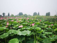 -白洋淀景区