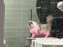 -FAELING PETS美天灵宠物(合生汇店)