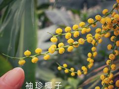 -国家植物园