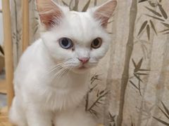 -楼上猫咖(罗湖店)