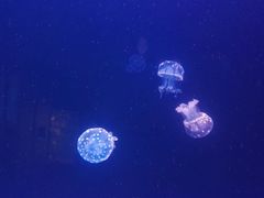 -左海海底世界