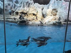 -帝企鹅自助餐厅•儿童岛•真企鹅(长隆企鹅酒店)