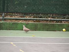 -快网网球俱乐部(徐汇爱建园店)