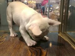 -乐宠宠物店(世纪金源店)