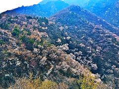 -北京鹫峰国家森林公园