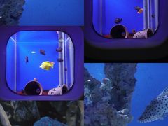 -海合安武汉极地海洋公园