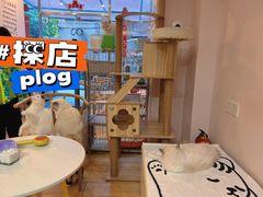 -猫咪派对(江南西店)