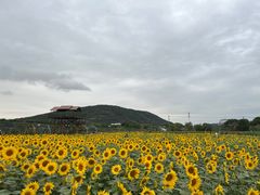 -苏州太湖西山岛开心农场