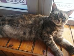 -猫的茶·猫咖
