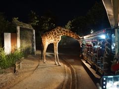 -清迈夜间动物园