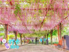-嘉定紫藤园