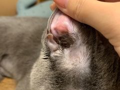 -美联众合动物医院·24h转诊中心
