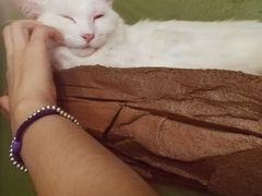 -猫猫幼稚园·撸猫·桌游·电玩