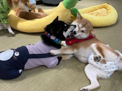 -逗柴咖啡屋·狗咖猫咖宠物桌游