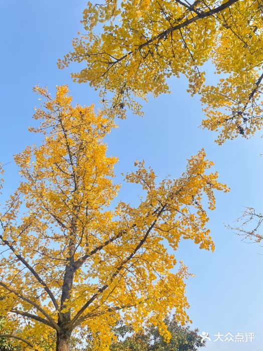 重庆园博园图片