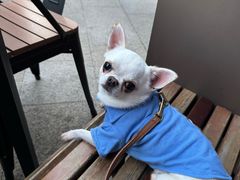 -京A Taproom·精酿餐吧(CBD店)