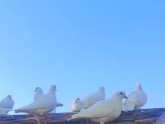 -天津妈祖文化园