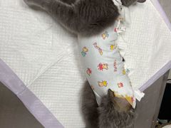 -纳吉亚猫专科动物医院博雅分院