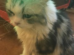 -李小姐の猫咖啡馆(五角场店)