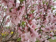 -田园东方蜜桃村的田野营地