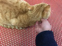 -臭鳜鱼人家·老字号徽菜